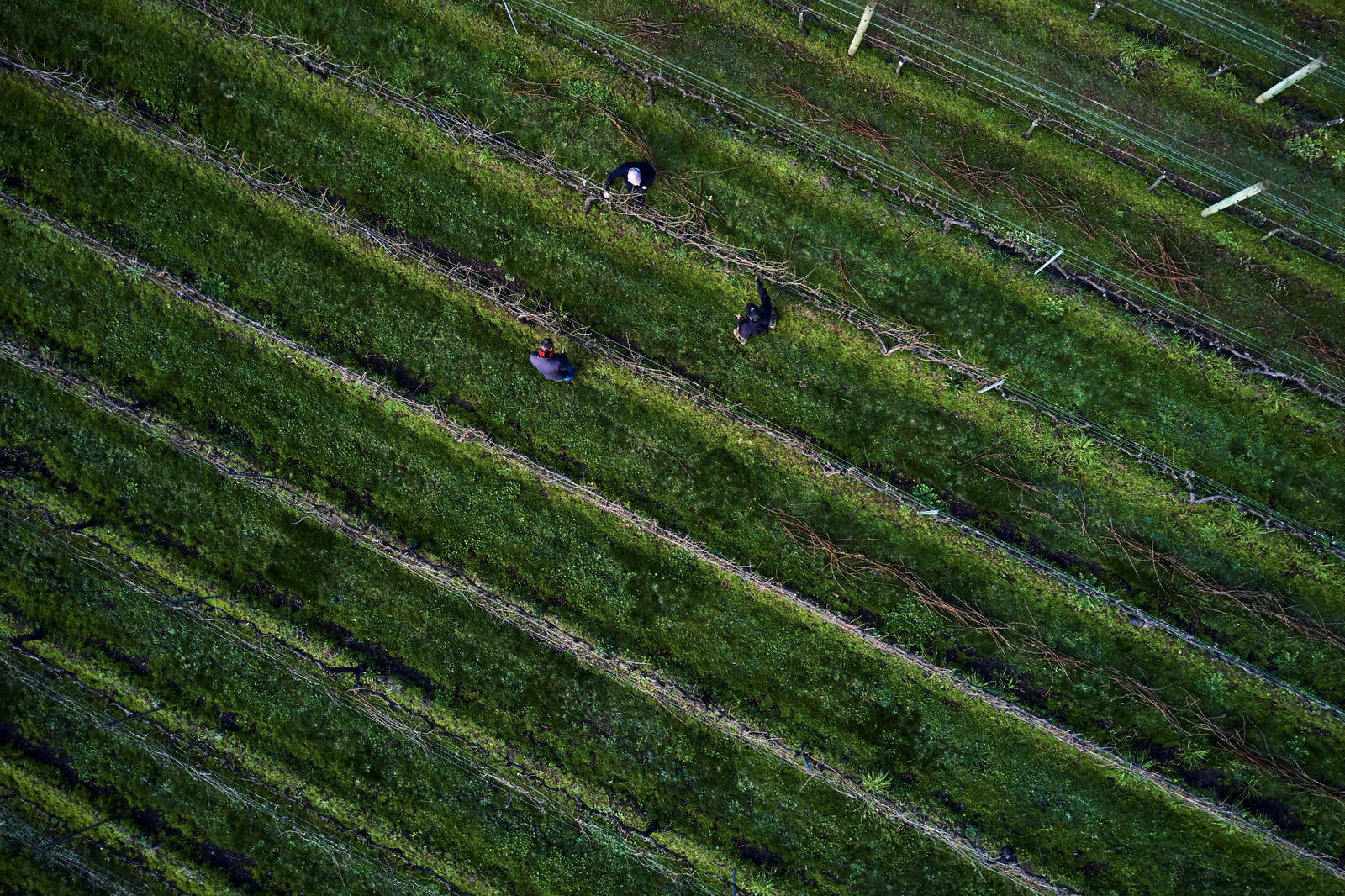 Hard yards of winter pruning well under way at Montalto, Red Hill