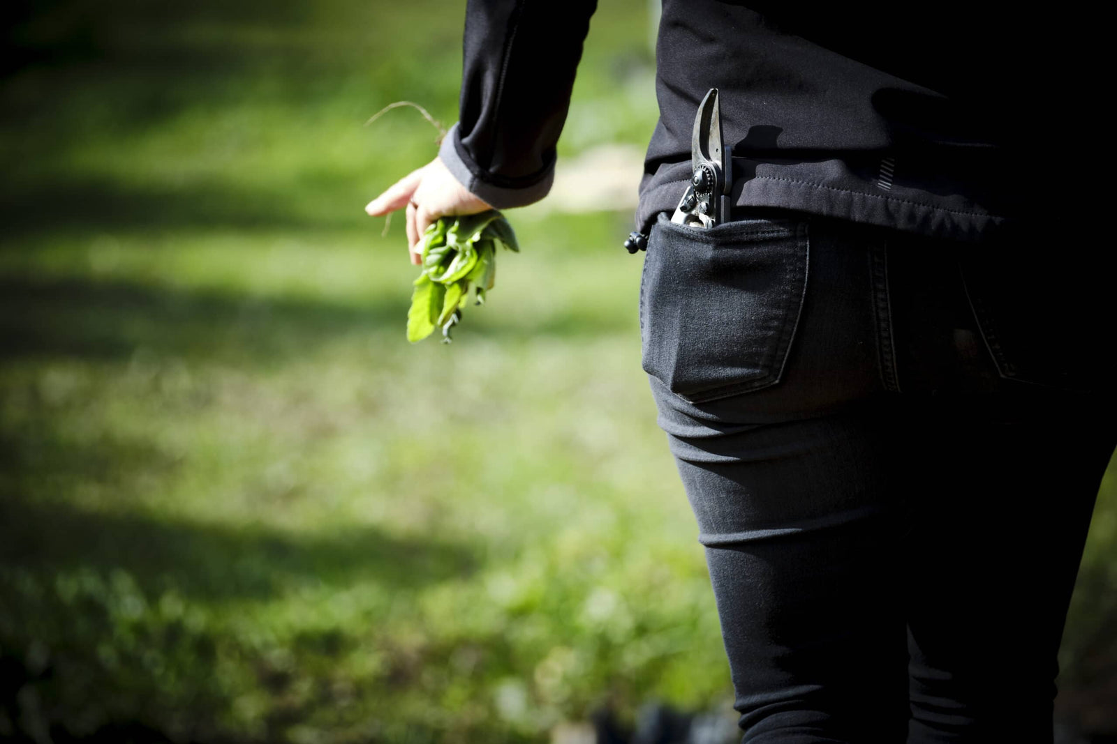 MONTALTO GARDEN WORKSHOP: Pruning the old & planting the new