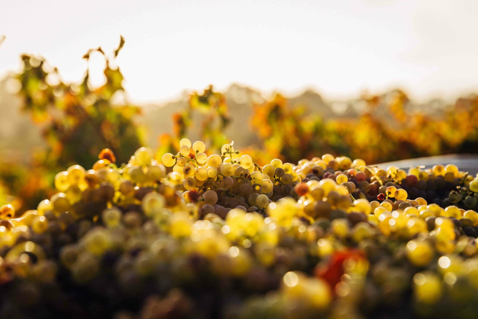 QWine review: "I could infuse this into my bloodstream forever and die a happy man."