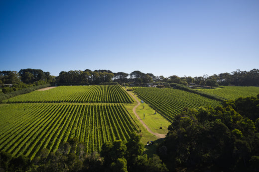 Celebrate the Holidays with Montalto’s Exclusive Christmas Bundles