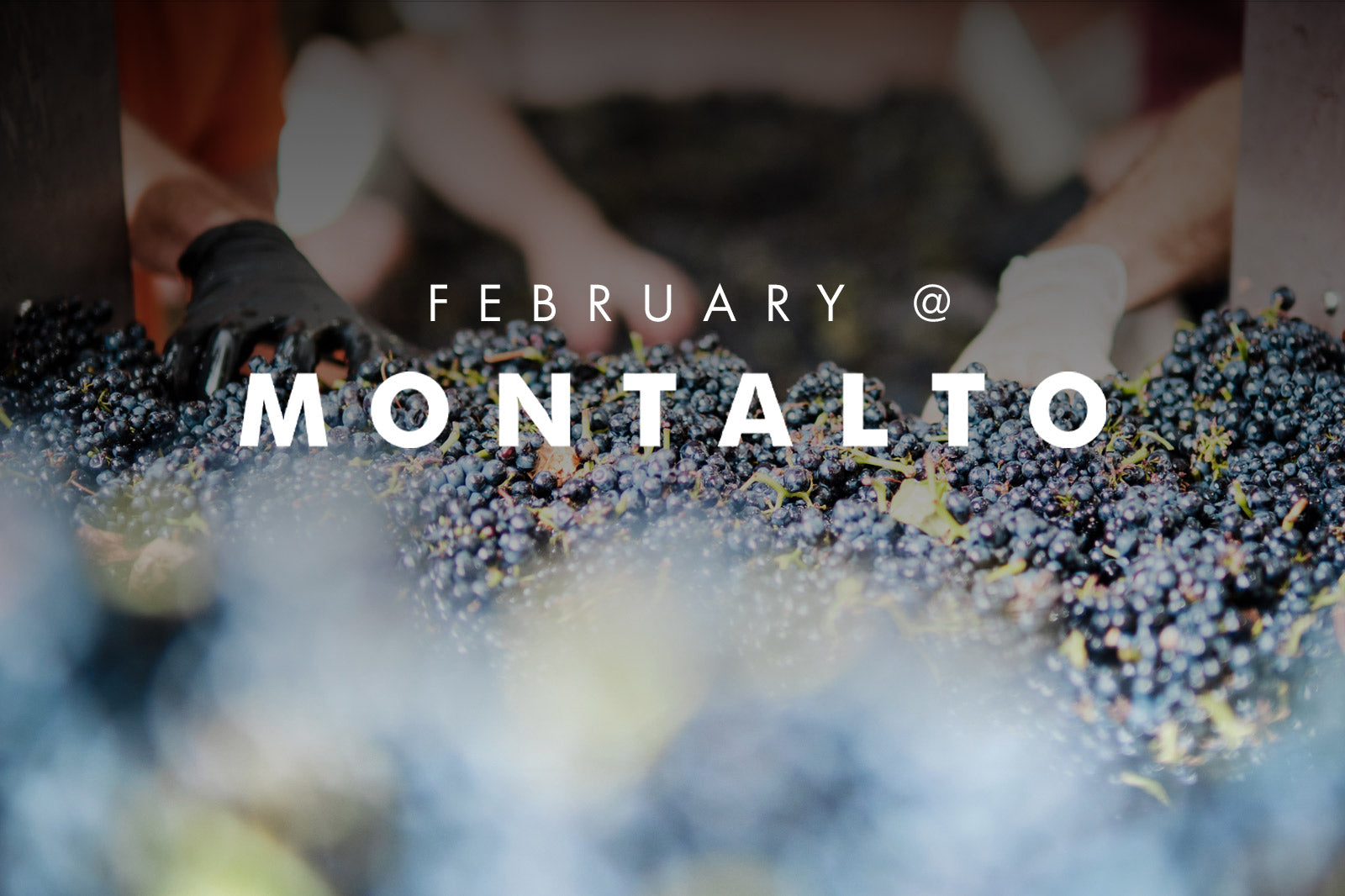 FEBRUARY AT MONTALTO