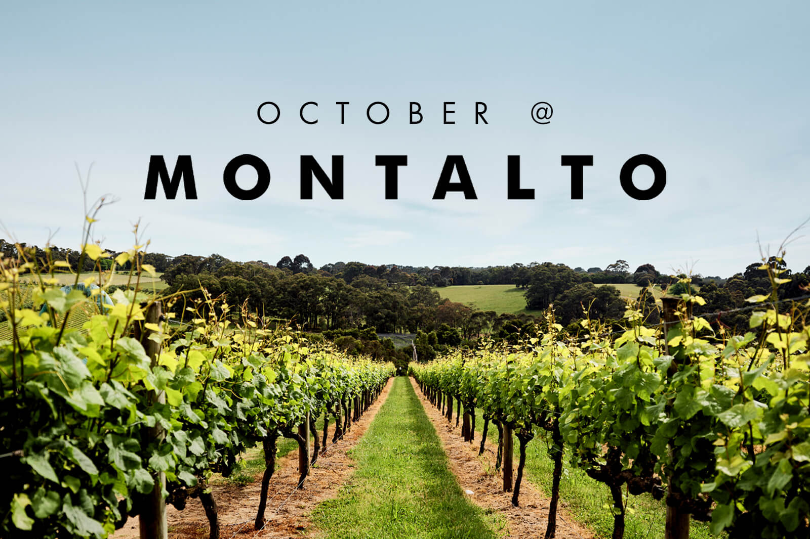 OCTOBER AT MONTALTO