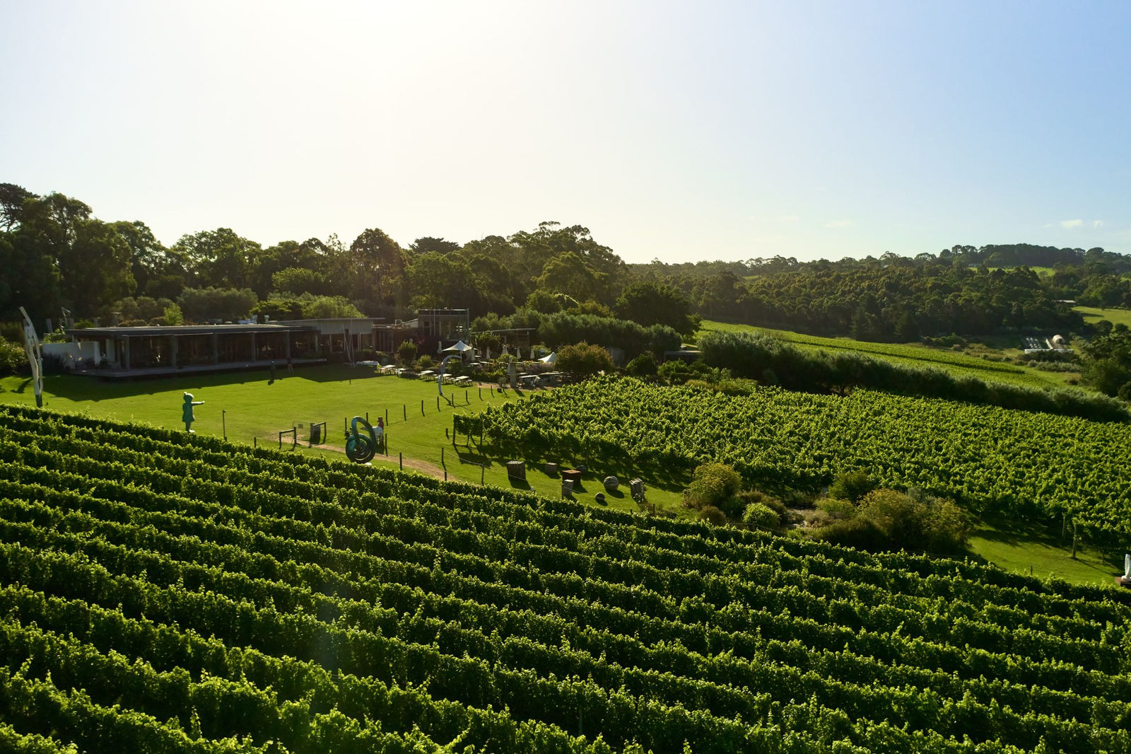 Unwrapping Joy: Montalto's Gift Packs For A Wine-Lovers Christmas