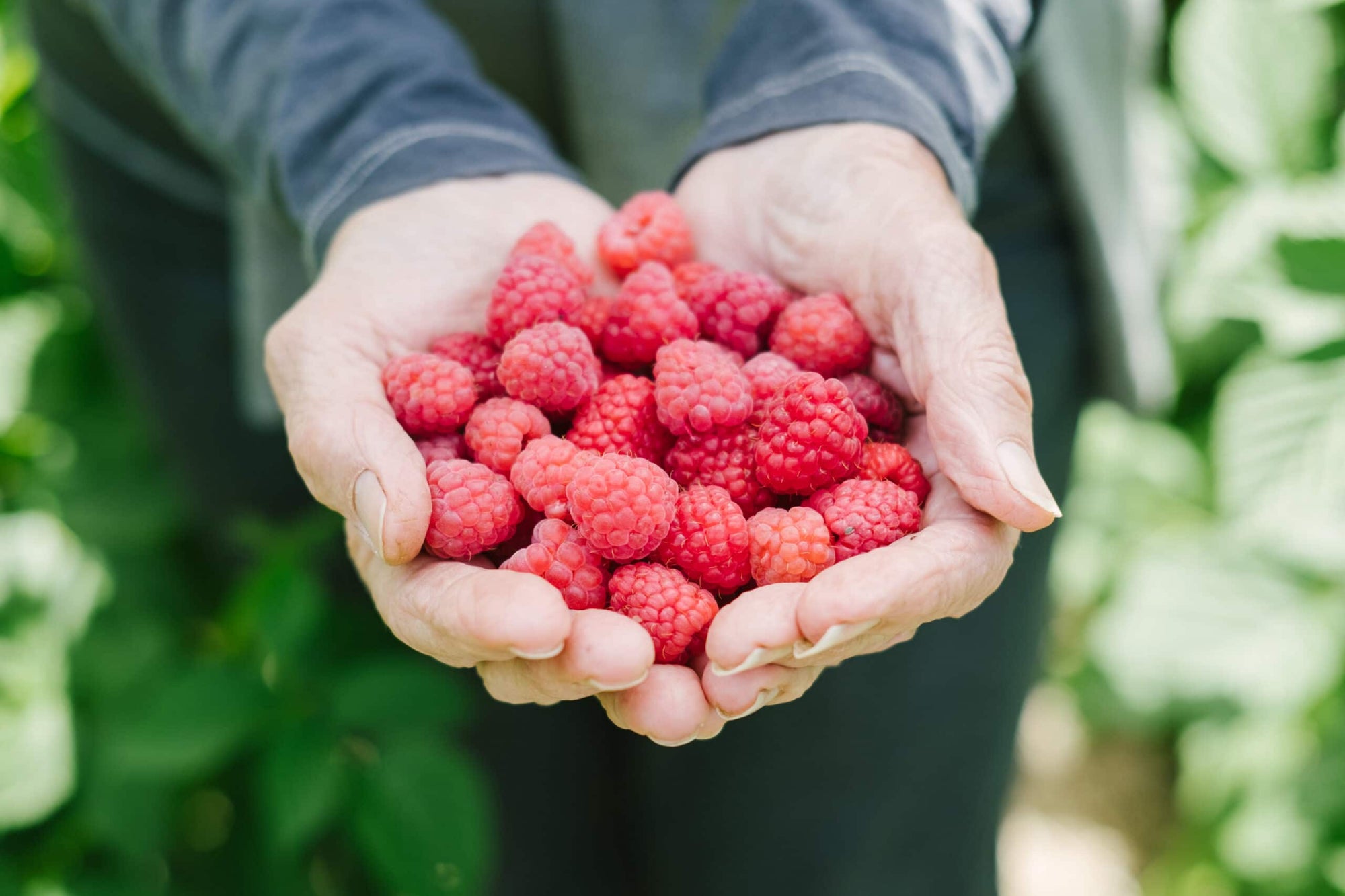MONTALTO GARDEN WORKSHOP: Raspberry patch from scratch  [SOLD OUT]