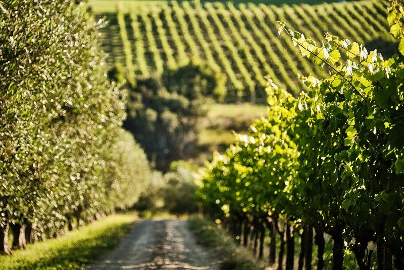 NOVEMBER AT MONTALTO