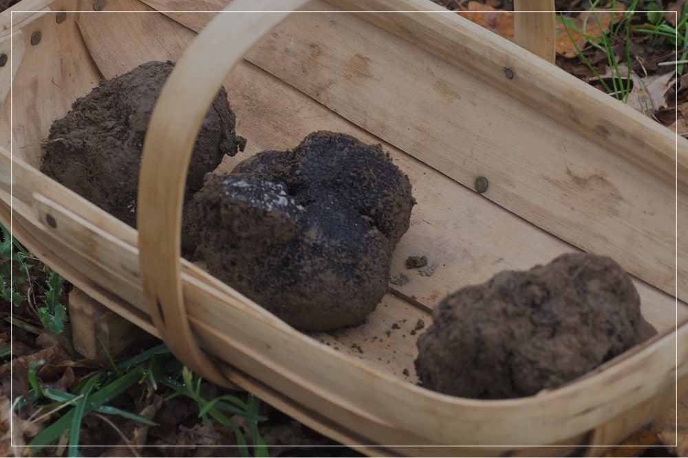 Montalto x Red Hill Truffles