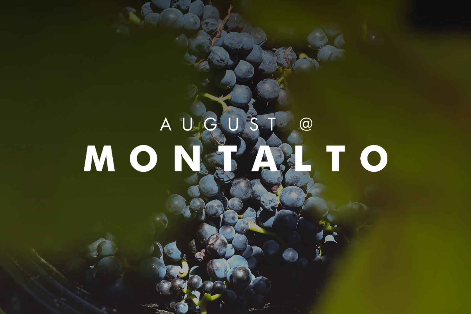 AUGUST AT MONTALTO 2025