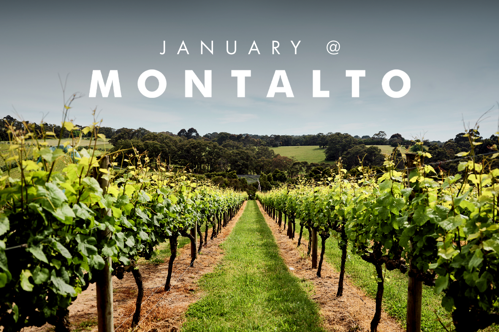 JANUARY AT MONTALTO 2025