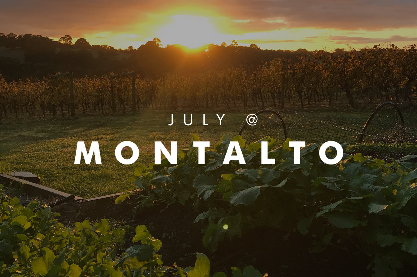 JULY AT MONTALTO