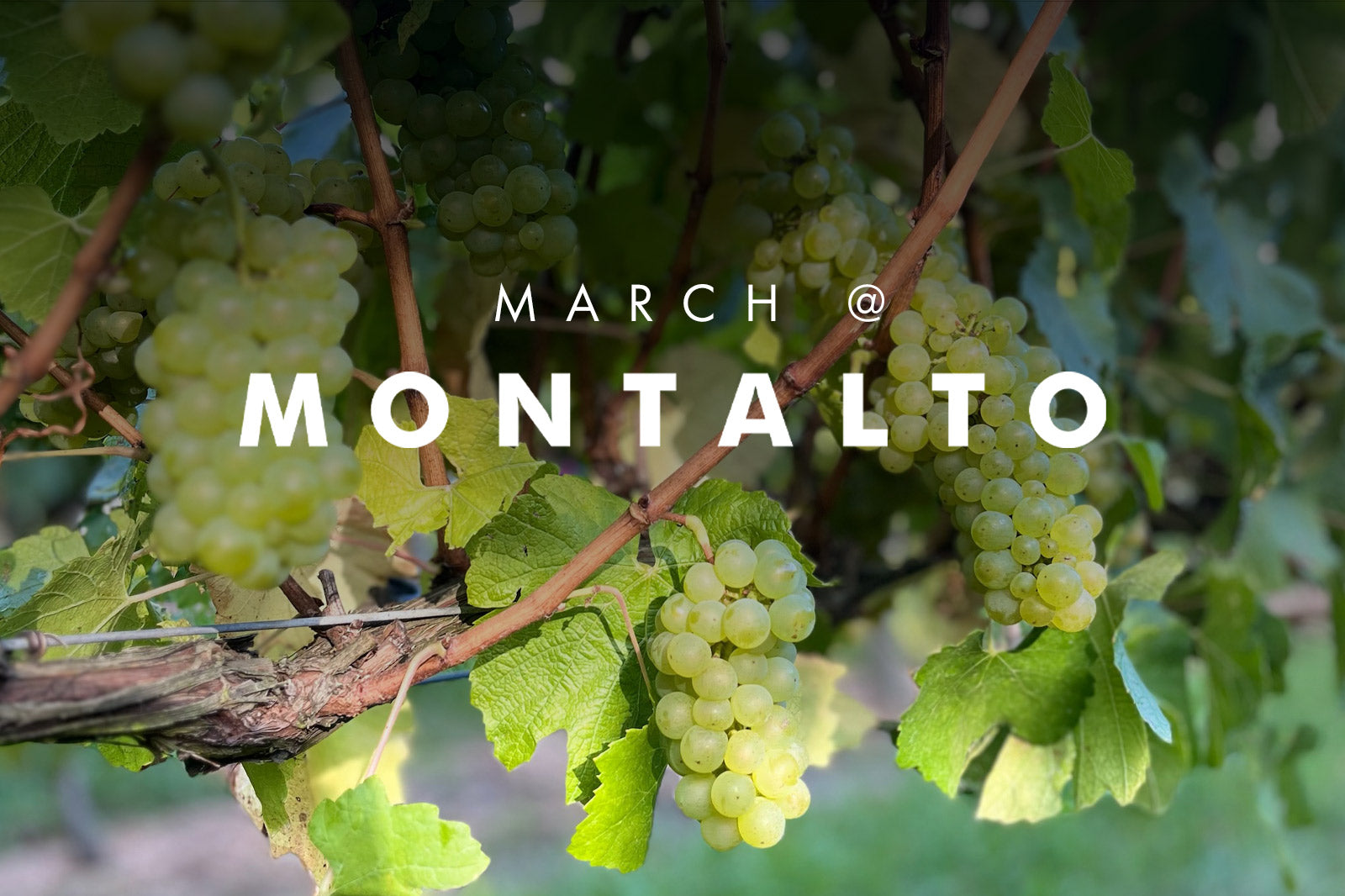 MARCH AT MONTALTO 2024