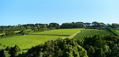 VALENTINE’S DAY LUNCH AT MONTALTO